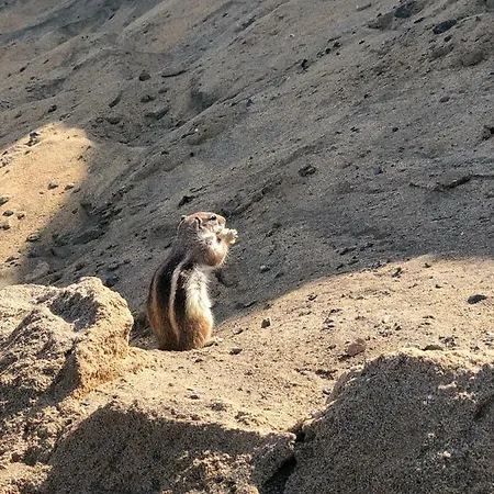 Fuerteventura Bouganville 公寓 科斯塔德安提瓜