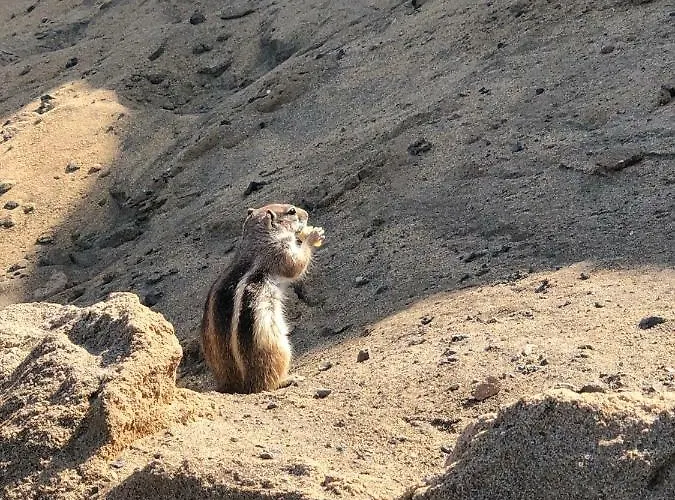 Fuerteventura Bouganville شقة كوستا دي أنتيجوا